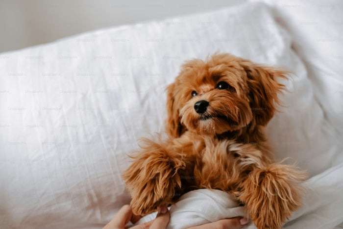 Beds & Furniture