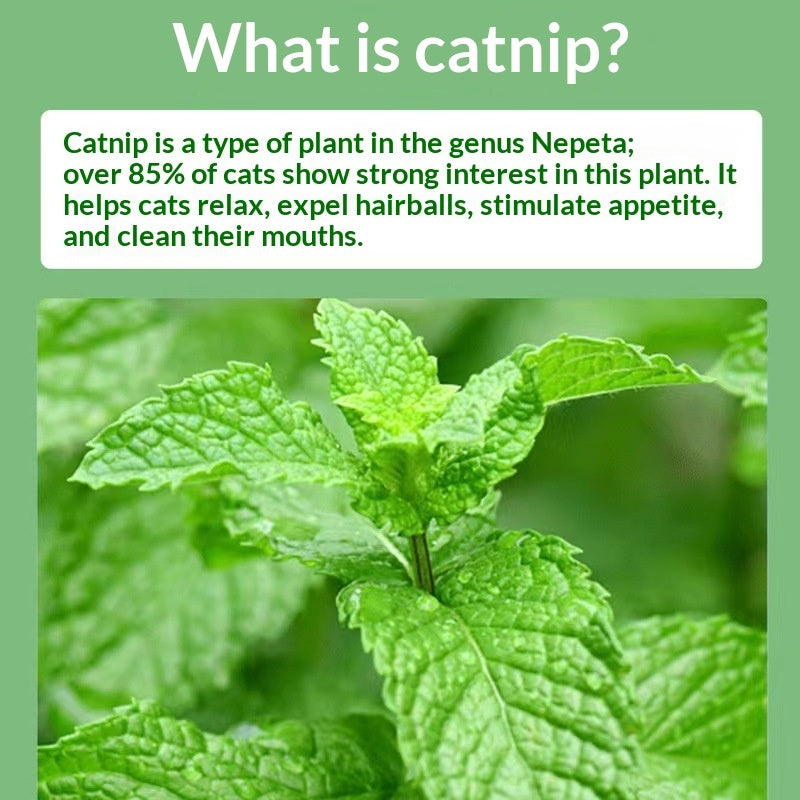 Catnip Snacks for Cats — Hairball Control & Oral Health, 1g Natural Fiber Bags