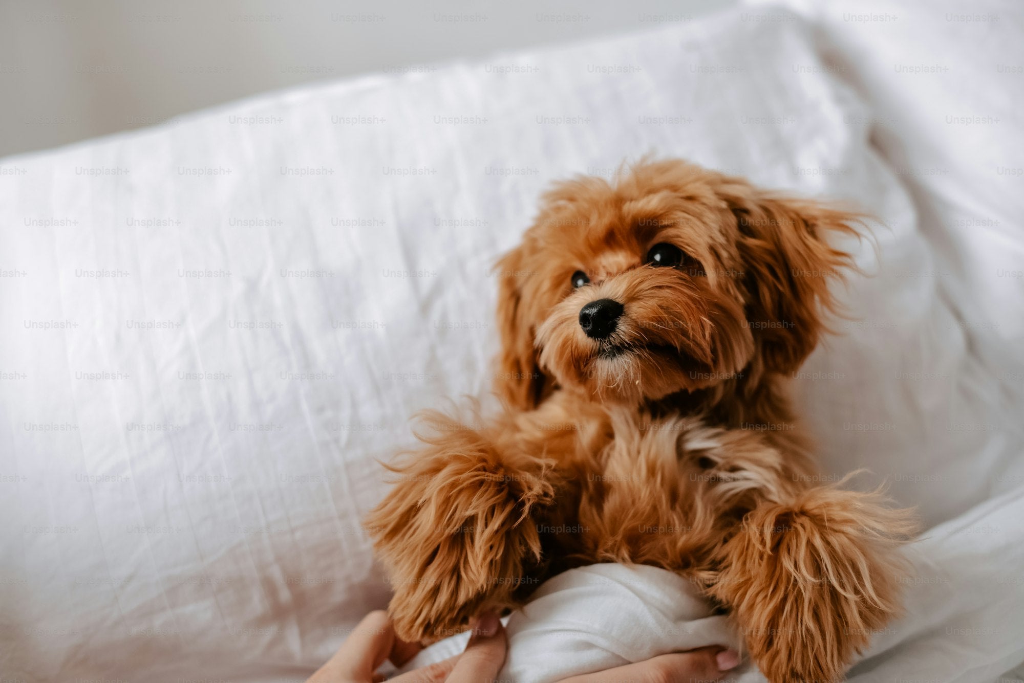 Premium pet beds and furniture for dogs and cats from Lumia Paws