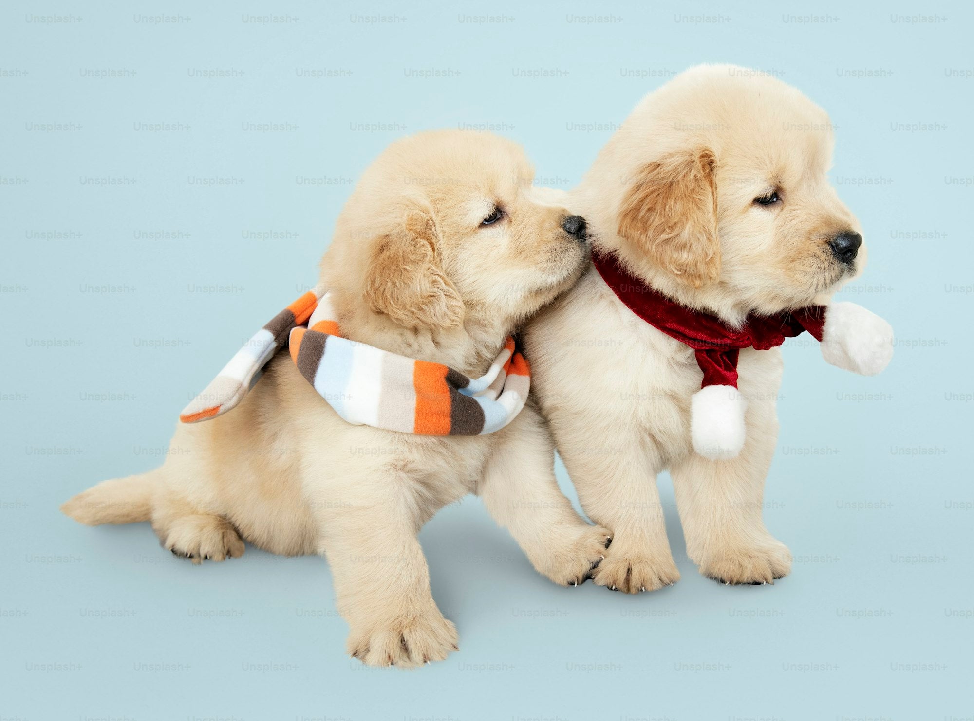 Pet toys and play accessories for dogs and cats from Lumia Paws