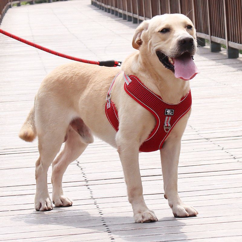 Reflective Dog Harness with Leash — Adjustable, XL–3XL, 150cm Lead